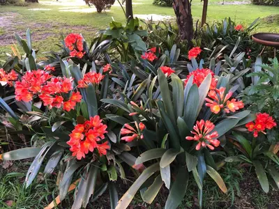 a bunch of red flowers in a garden at Swannie Creek in Grabouw