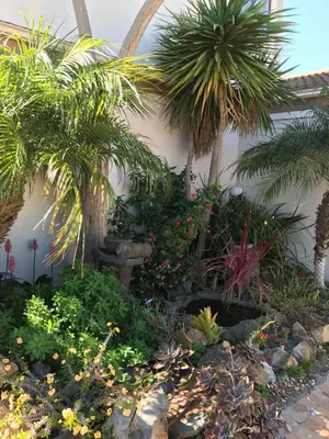 a garden in front of a house with palm trees at Bay Breeze Guesthouse Selfcatering in Gordonʼs Bay
