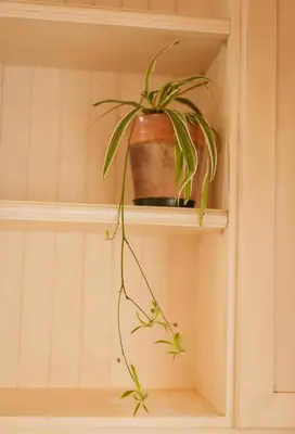 a plant in a pot sitting on a shelf at Charming Historic Home in Central Stellenbosch in Stellenbosch