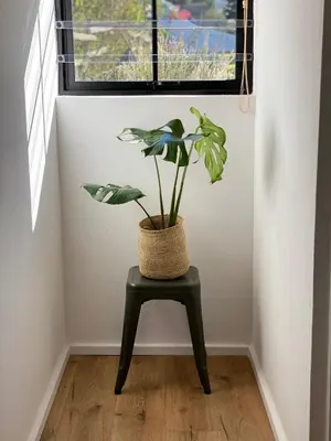 a plant sitting on a chair under a window at Beaumont Family Wines in Botrivier