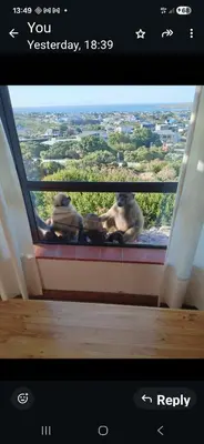 two monkeys sitting on a balcony looking out of a window at Hillside View in Pringle Bay