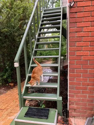 an orange and white cat walking down a staircase at Starry Starry Night Loft, with Aircon in Die Boord in Stellenbosch