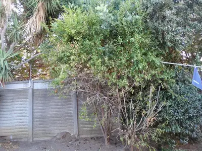 a tree with oranges in front of a fence at African Oasis Cameroon in Somerset West