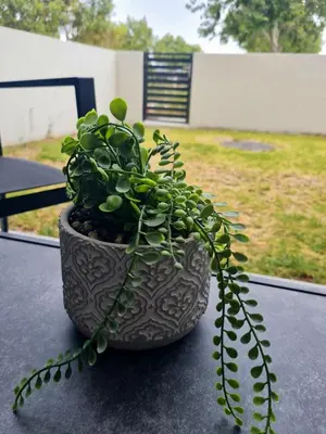a plant in a pot sitting on a table at Cosy Apartment at Sitari Country Estate - Somerset West in Croydon