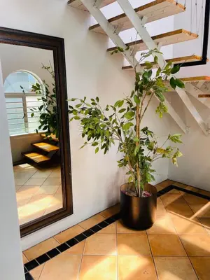 a potted plant sitting on a floor next to a mirror at claremont guesthouse in Cape Town