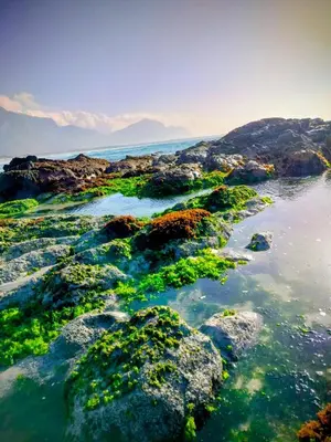an aerial view of a rocky shore with water and plants at Take A Break in Bettyʼs Bay