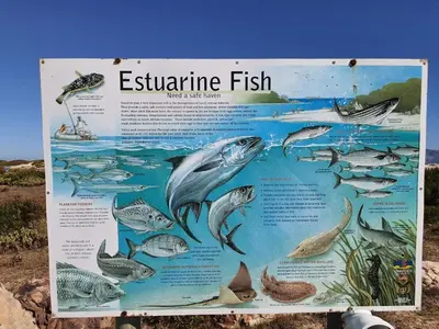 a sign with fishes and other fish in the water at Log Cabin- Forest, Lagoon Sea location in Hermanus