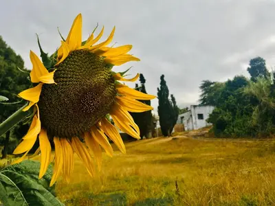 a large sunflower in a field with a house in the background at The Barn, at Glenora Avenue in Somerset West
