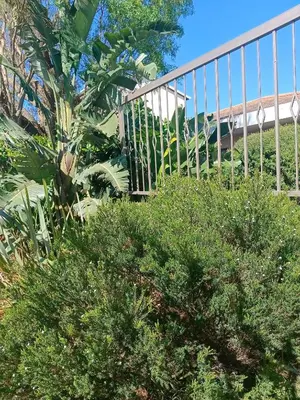 a staircase in a garden with trees and bushes at ABSD home in Avondale
