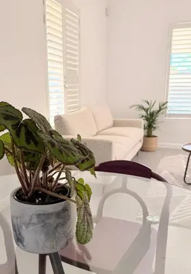 a living room with a potted plant on a table at Crescent House in Franschhoek