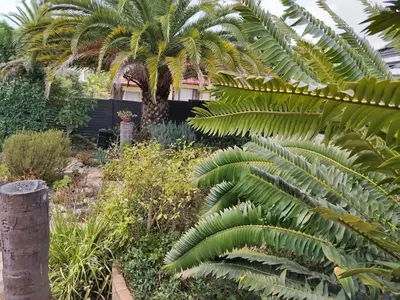 a garden with a palm tree and plants at The Thatched Cottage in Eversdal