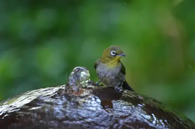 a bird sitting on top of a bird bath at TheBlueDoor in Greyton