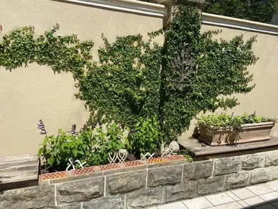 a group of plants in pots on a wall at Heldeberg 6 in Stellenbosch