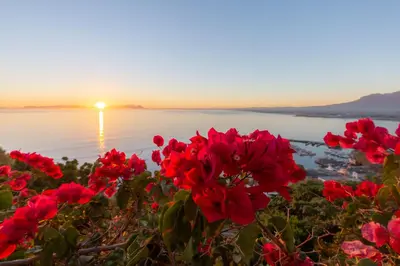 a group of red flowers in front of a body of water at Celtic Manor Boutique Guest House in Gordonʼs Bay