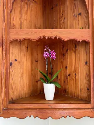 a flower in a pot on a wooden shelf at The Old Silver Oaks Farm Cottage