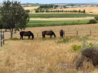 three horses grazing in a field near a fence at The Old Silver Oaks Farm Cottage