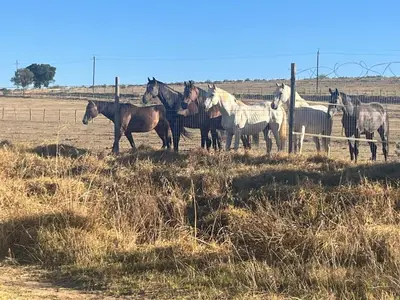 a group of horses standing next to a fence at The Old Silver Oaks Farm Cottage