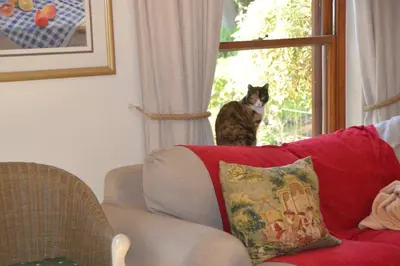 a cat sitting on a couch looking out the window at Cape Dutch Family Home in the Winelands in Somerset West