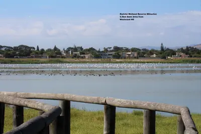 a flock of birds sitting on a body of water at Westward HO Apartment 13 in Cape Town