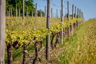 a row of grape plants in a vineyard at Domaine Coutelier in Stellenbosch