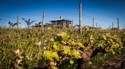 a field of plants with a house in the background at Domaine Coutelier in Stellenbosch