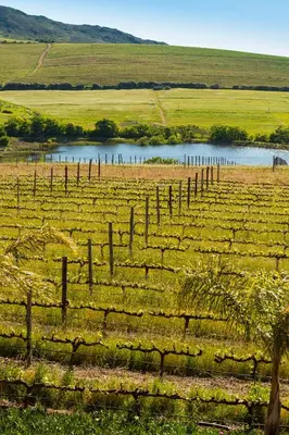 a vineyard with a fence and a body of water at Domaine Coutelier in Stellenbosch