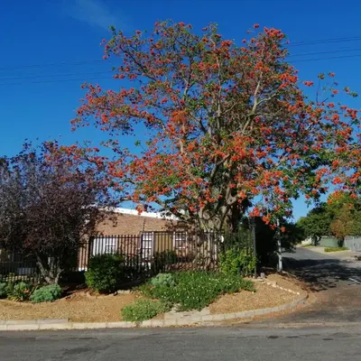 a tree with red leaves in front of a fence at Coral Tree Guest Rooms in Worcester