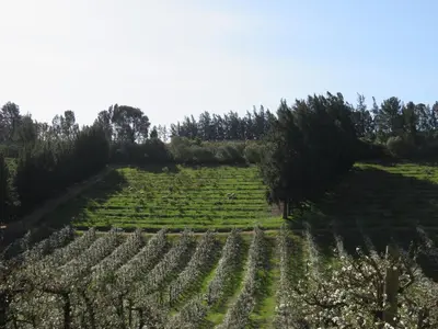 a field of vines with trees in the background at Modderkloof Farm Accommodation in Paarl