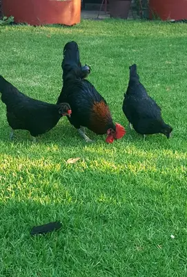 a group of birds standing in the grass at Frieden-Hof Guest Accommodation in Penhill