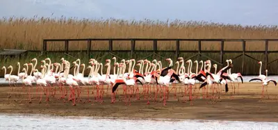 a group of flamingos standing in the water at Kleinmond Panorama Holidays in Kleinmond