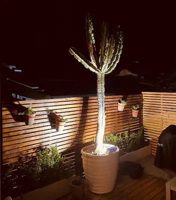a plant in a large pot in front of a fence at Le Grenier Luxury Loft in Franschhoek