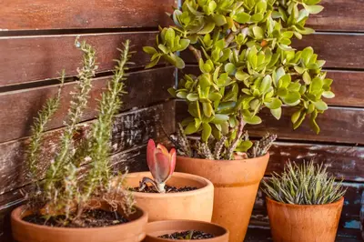 a group of potted plants sitting next to a wall at Le Grenier Luxury Loft in Franschhoek