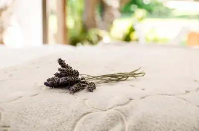 a small plant sitting on top of a table at Lavinia Lifestyle in Stellenbosch