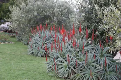 a row of plants with red flowers in a garden at Seven Oaks Vineyard Cottages in Wolseley