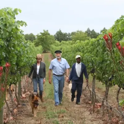 Belfield Wines and Farm Cottages