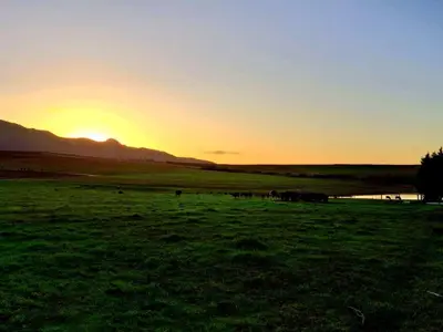 a group of cows in a field at sunset at Doran Vineyards in Paarl