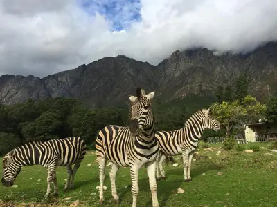 three zebras standing in a field with mountains in the background at Franschhoek Country Cottages in Franschhoek