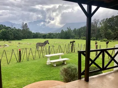 a zebra standing in a field next to a bench at Franschhoek Country Cottages in Franschhoek