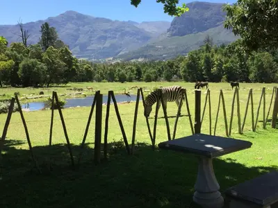 a zebra grazing in a field next to a fence at Franschhoek Country Cottages in Franschhoek