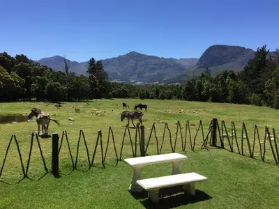 a bench and zebras in a field with a fence at Franschhoek Country Cottages in Franschhoek