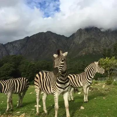 Franschhoek Country Cottages