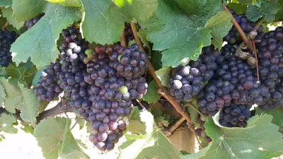 two bunches of grapes hanging on a vine at Paul Wallace Wines & Cottages in Elgin