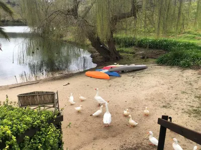 a group of ducks walking on the sand near the water at Inn On Highlands in Grabouw