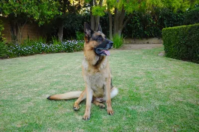 a dog sitting on the grass in a yard at Edelweiss Bed & Breakfast in Stellenbosch