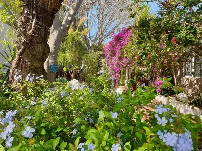 a garden with flowers in front of a tree at Guest House Frame Ace in Bellville