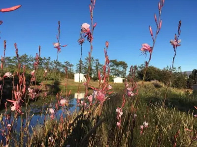 a field with pink flowers in the grass at Cheverells Farm, Kiku & Braeburn Cottage in Grabouw