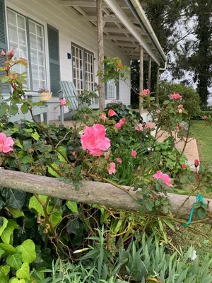 a garden of pink roses in front of a house at Cheverells Farm, Kiku & Braeburn Cottage in Grabouw