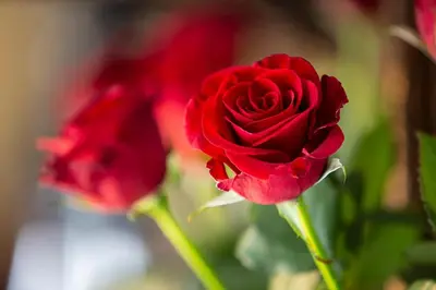 a close up of a red rose in a vase at Ridgeworth Boutique Guesthouse in Bellville