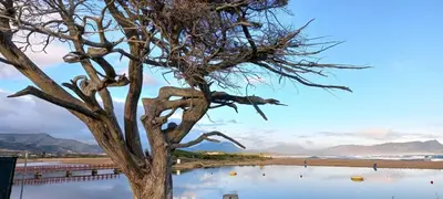 a tree in front of a body of water at Beach Cottage in Kleinmond