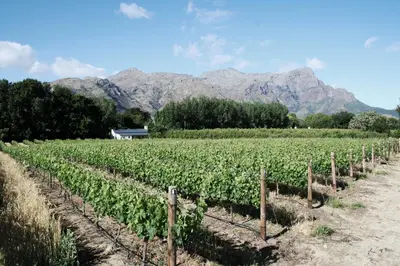 a field of vines with mountains in the background at La Chataigne Wines & Guest Cottages in Franschhoek